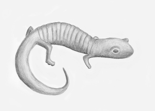 Illustration for article titled This is the First Salamander Ever Found Preserved in Amber